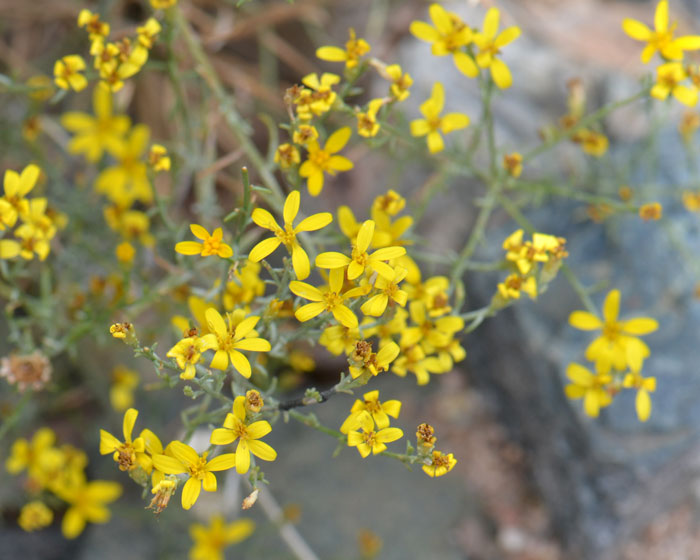 Late Snakeweed is rare in the United States where it is found only in the United States. There are no known records of occurrence for this species in Mexico. Gutierrezia serotina